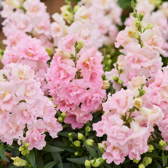 Snapdragon Seeds - Twinny Appleblossom | Flower Seeds in Packets & Bulk ...