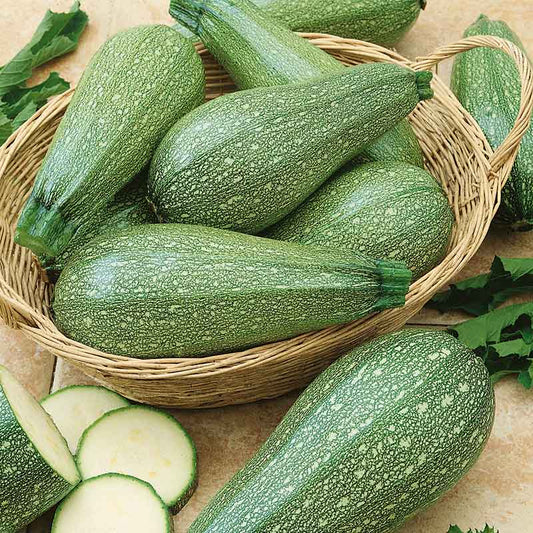 squash grey zucchini