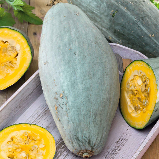 squash guatemalan blue