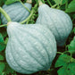 squash hubbard blue