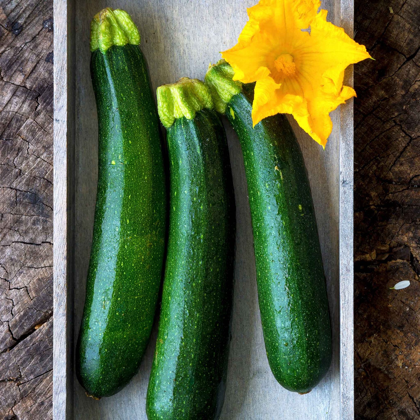 squash organic fordhook zucchini