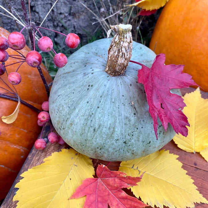 squash sweet meat