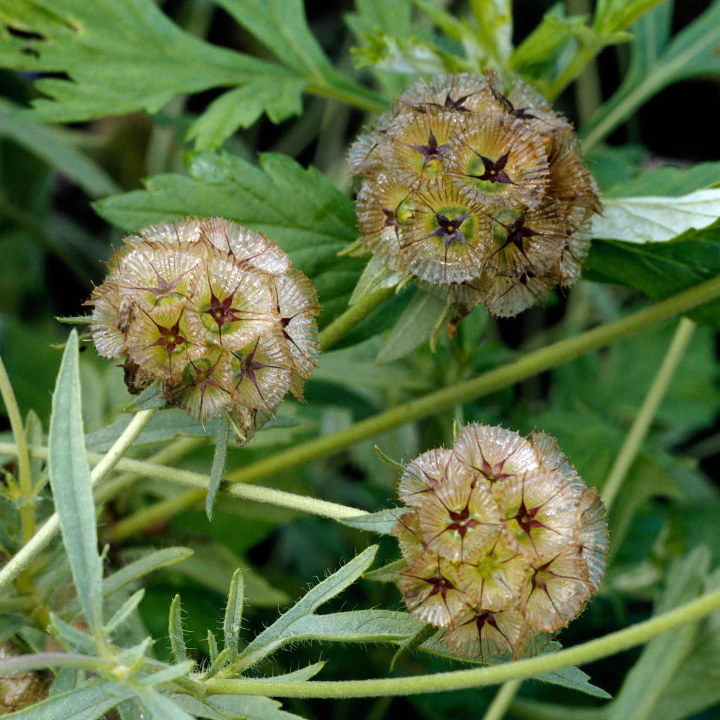 starflower