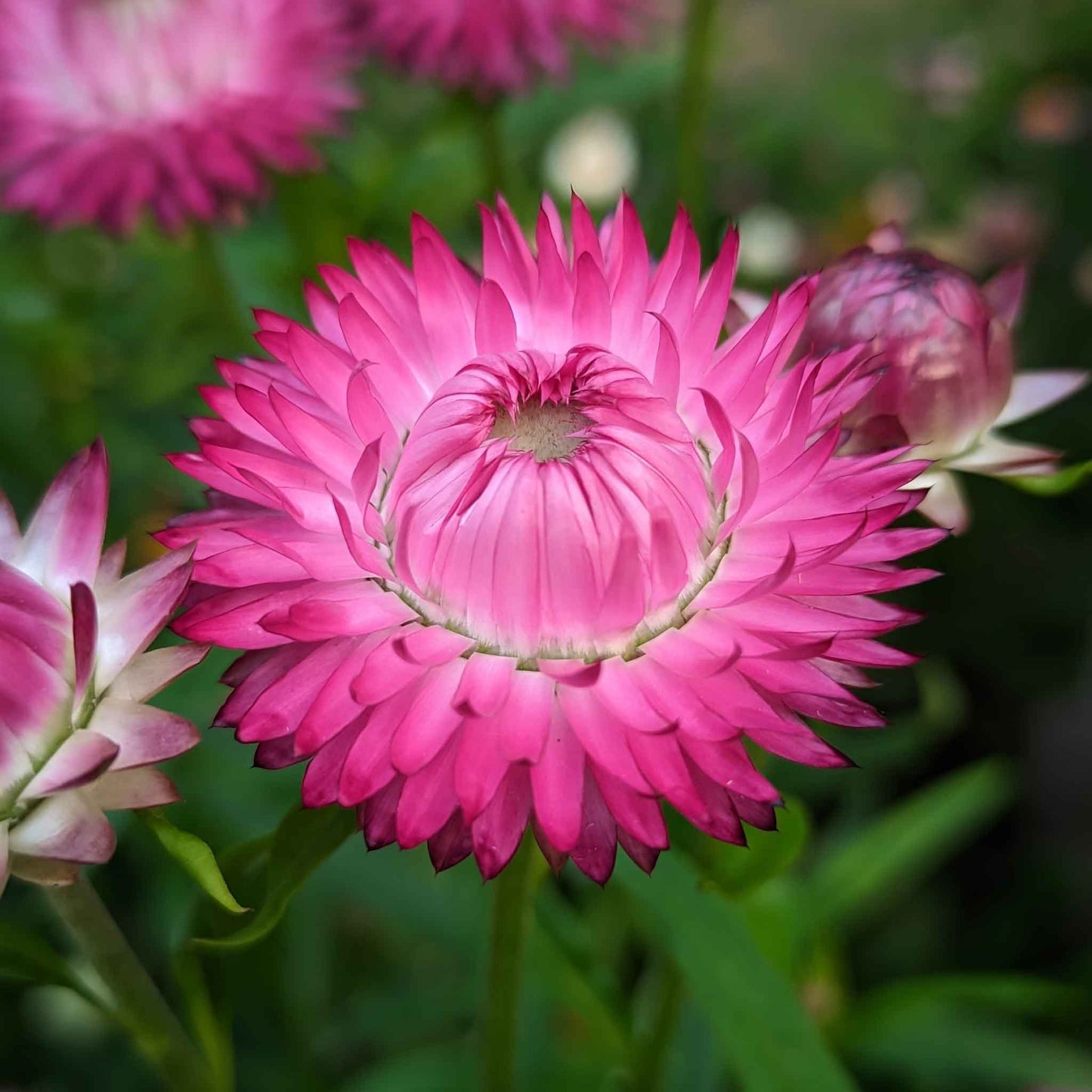 strawflower bright pink