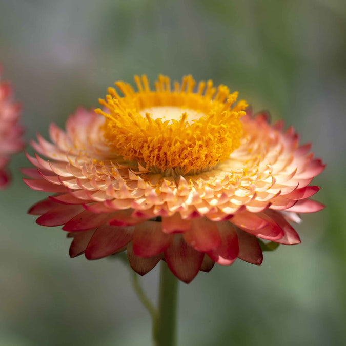 strawflower king salmon