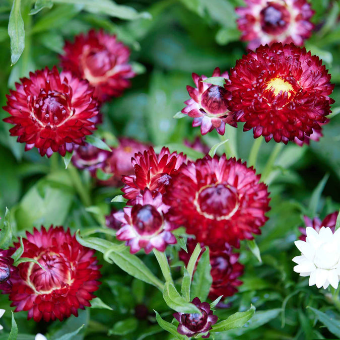 strawflower purple red