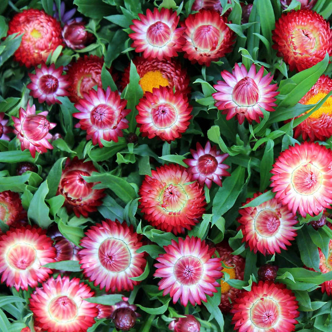 strawflower purple red