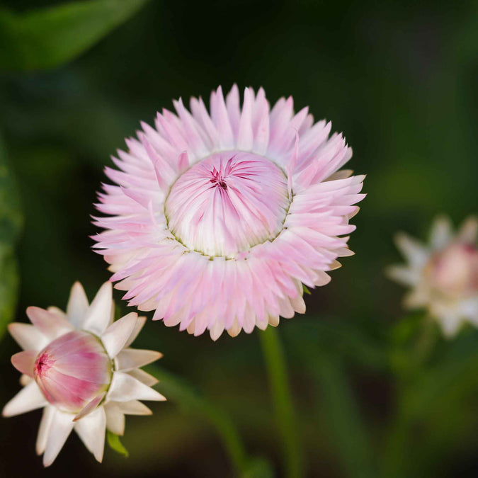 strawflower silvery rose