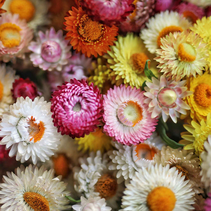 strawflower tom thumb mix