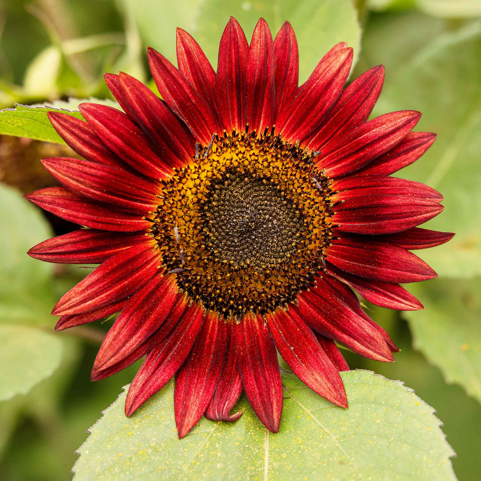 Sunflower Seeds - Chocolate | Flower Seeds in Packets & Bulk | Eden ...