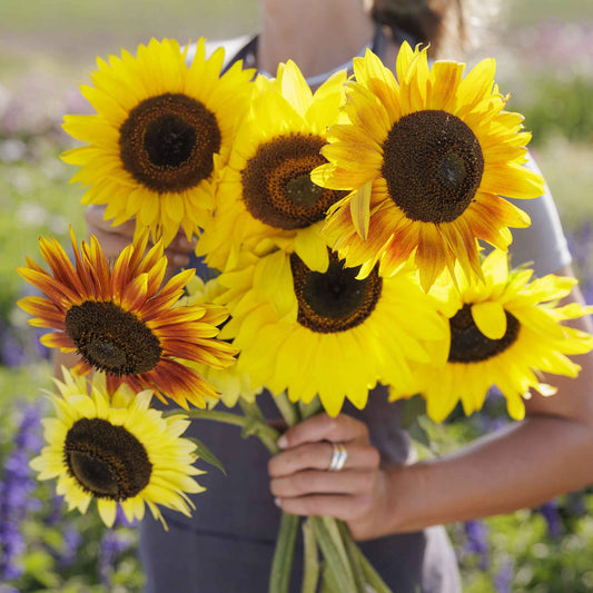 sunflower distino mix