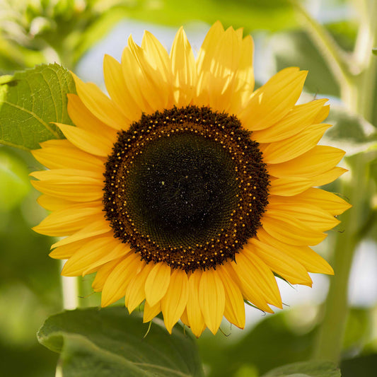 sunflower domino