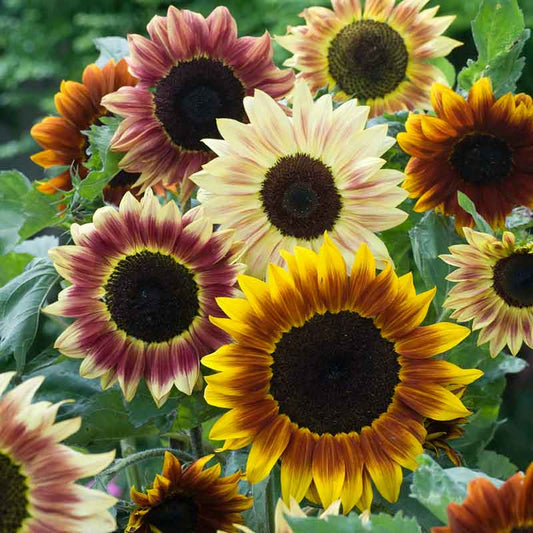 sunflower evening colors | copyright: Floramedia UK Ltd