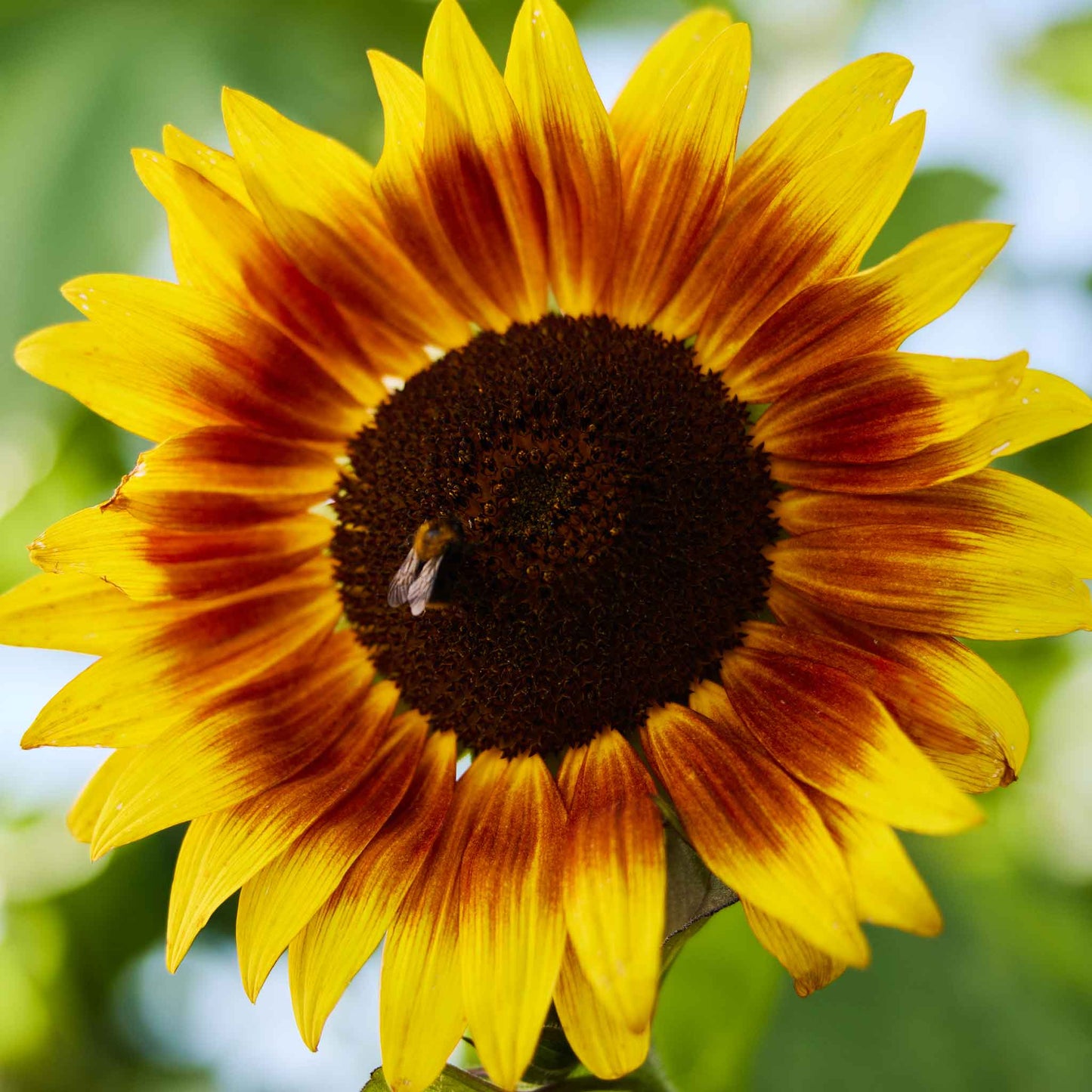 sunflower evening sun