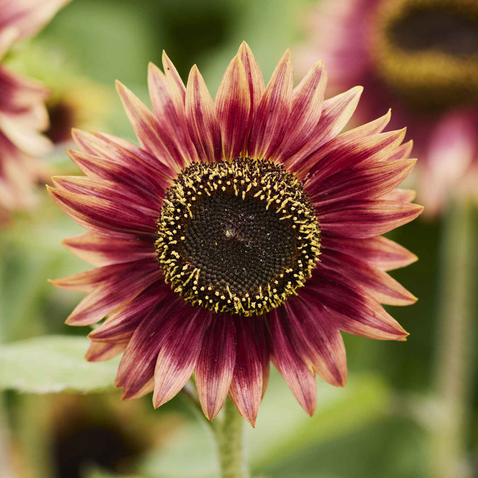 sunflower floren