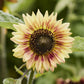 sunflower floren