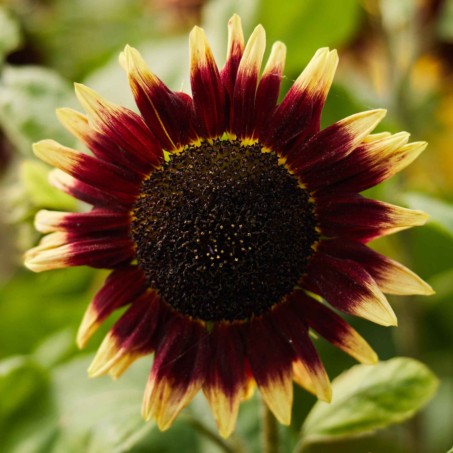 sunflower floren