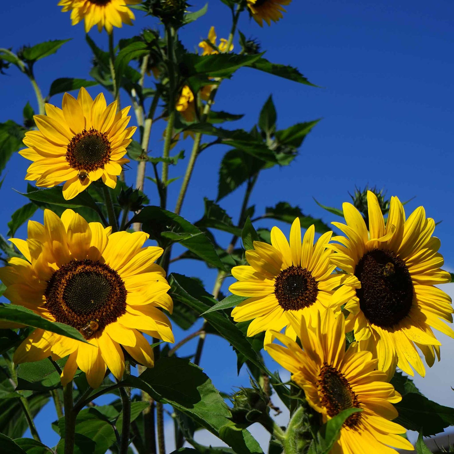 sunflower henry wilde