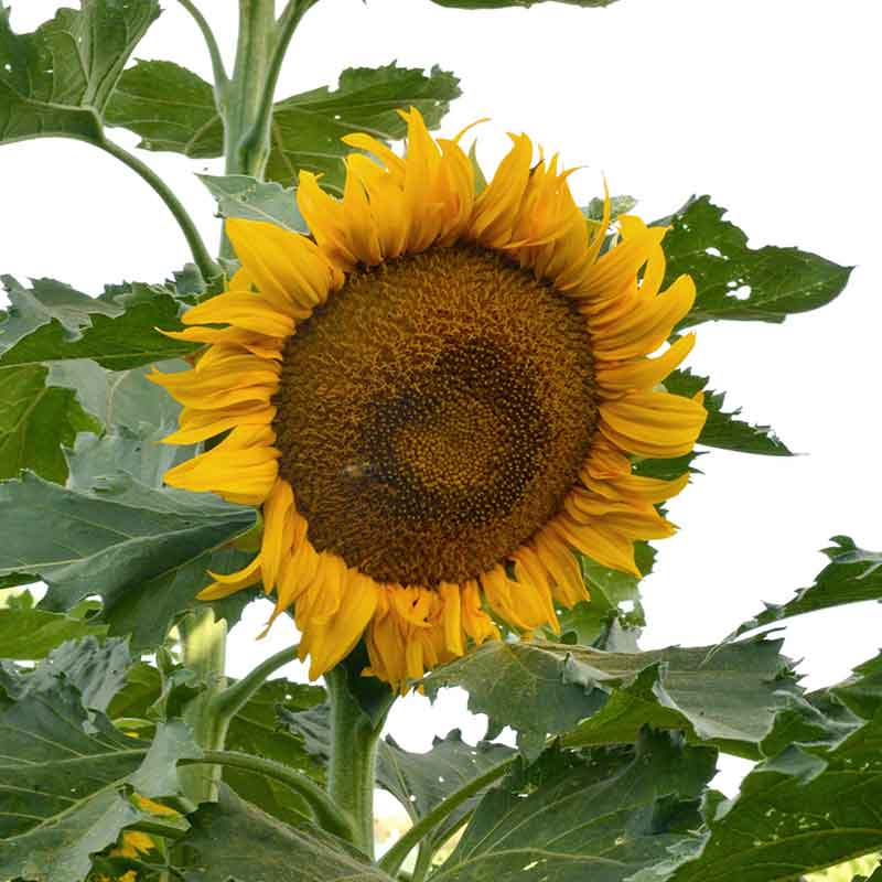 sunflower incredible