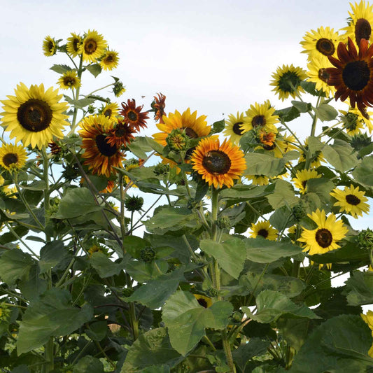 indian blanket sunflower