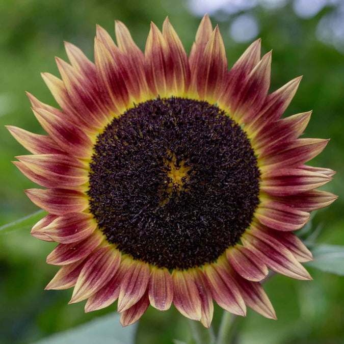 sunflower indian blanket