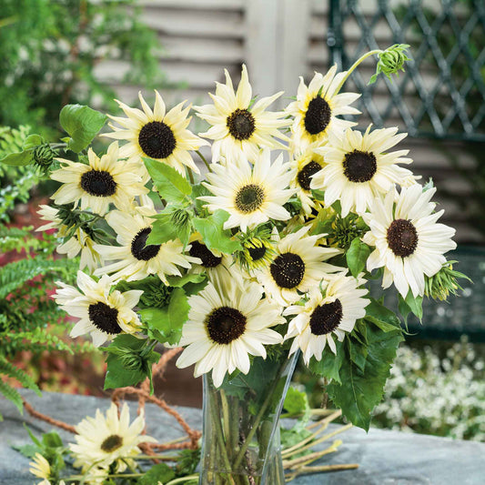 sunflower italian white