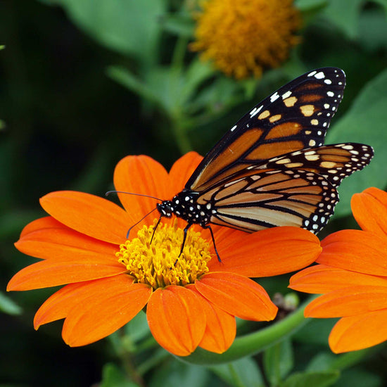 Mexican Sunflower Seeds - Torch | Flower Seeds in Packets & Bulk | Eden ...