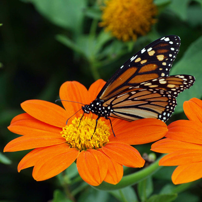 sunflower mexican torch