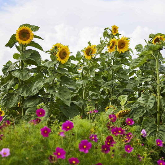 sunflower mongolian giant