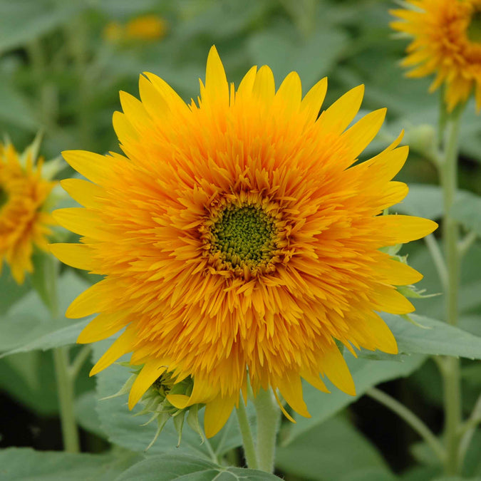 sunflower orange sun