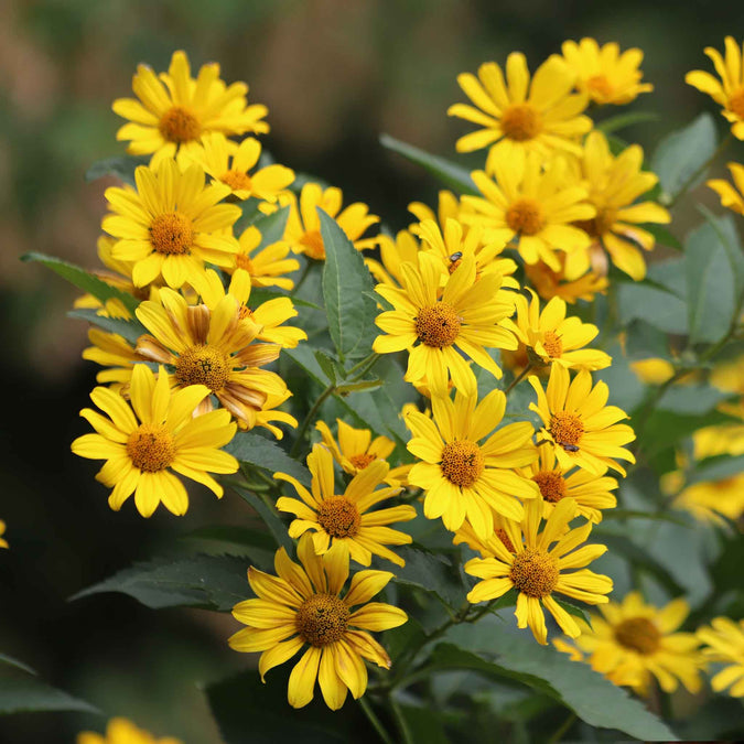 sunflower ox eye