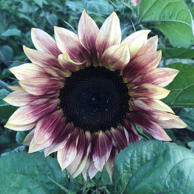 sunflower ruby eclipse