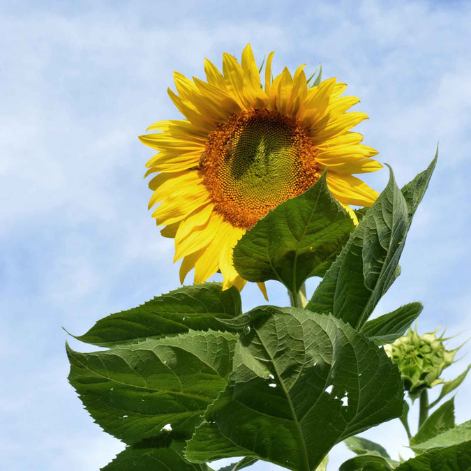 sunflower skyscraper