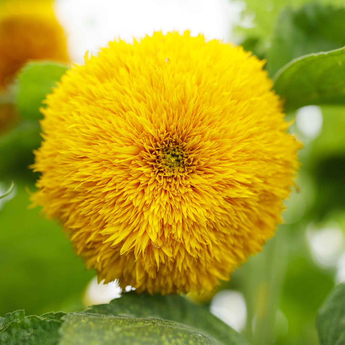 sunflower tall teddy bear