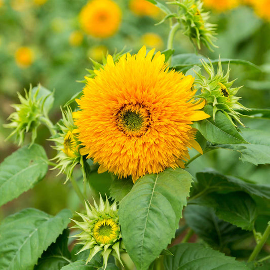 sunflower tall teddy bear