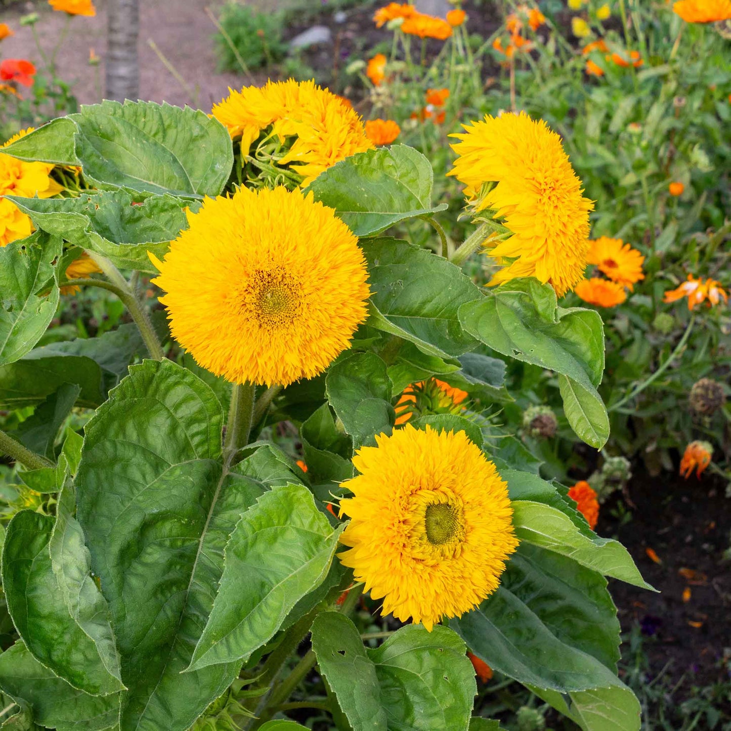 sunflower tall teddy bear