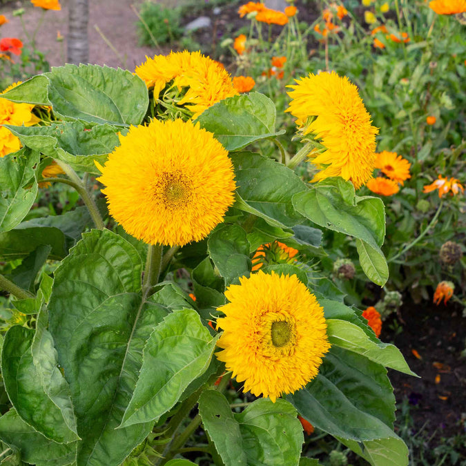 sunflower tall teddy bear