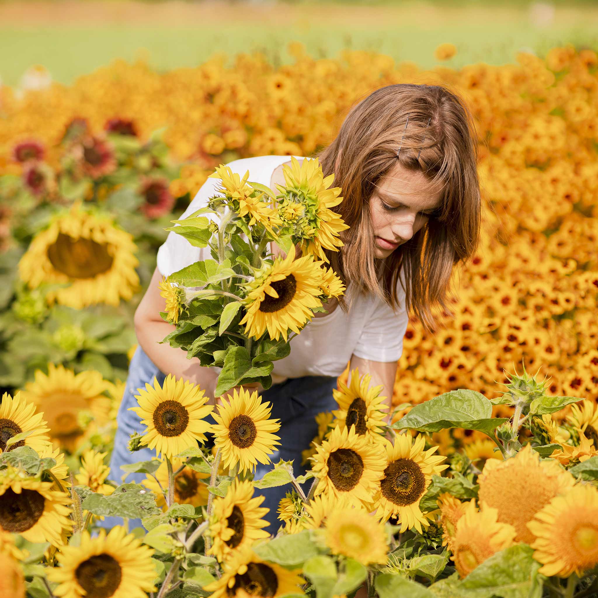 Sunflower Seeds - Topolino | Flower Seeds in Packets & Bulk | Eden Brothers