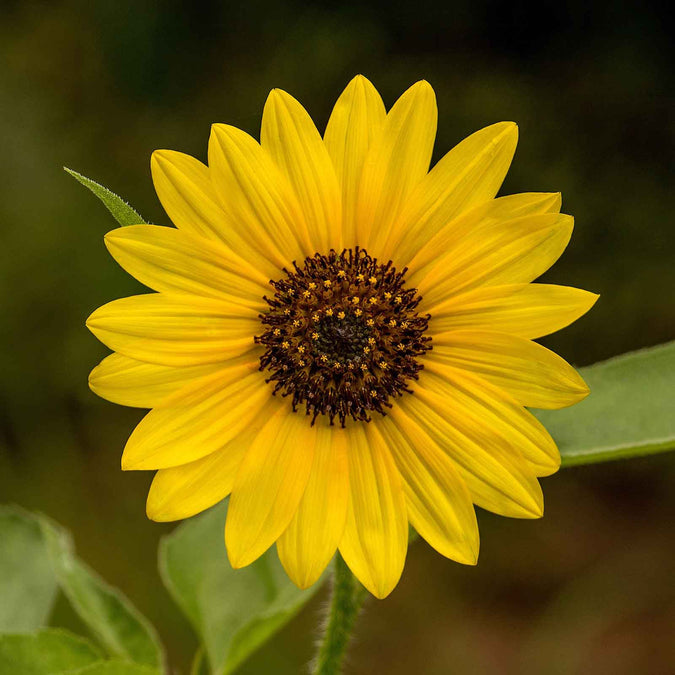 sunflower wild