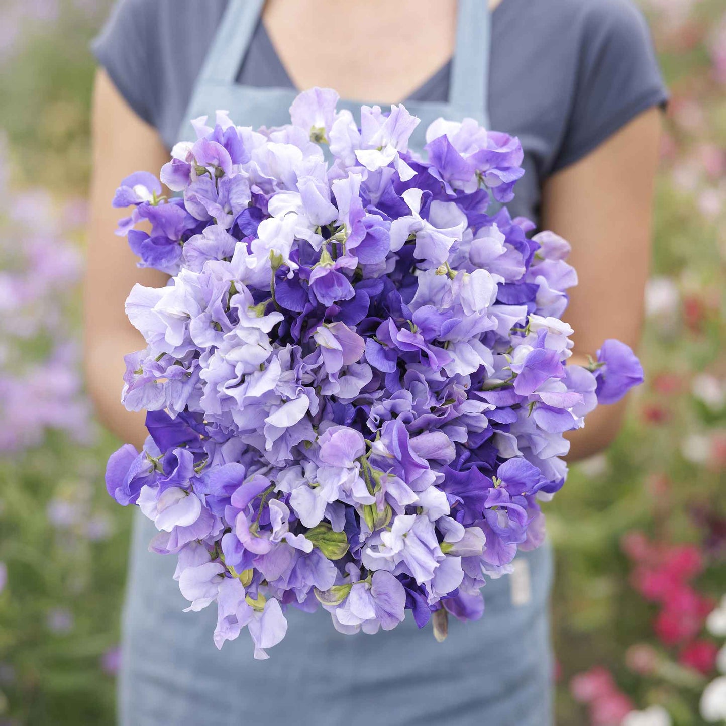 sweet pea blue mix