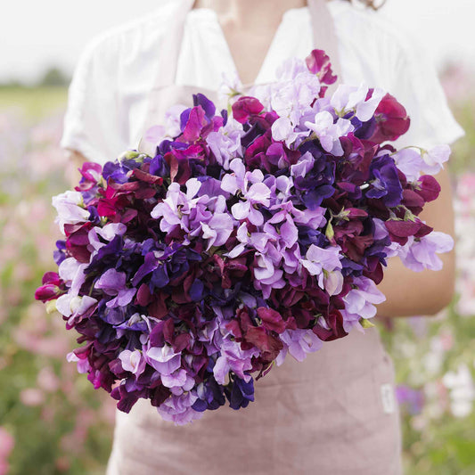 sweet pea burgundy mix