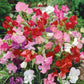 sweet pea bijou mix