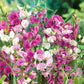 sweet pea everlasting mix