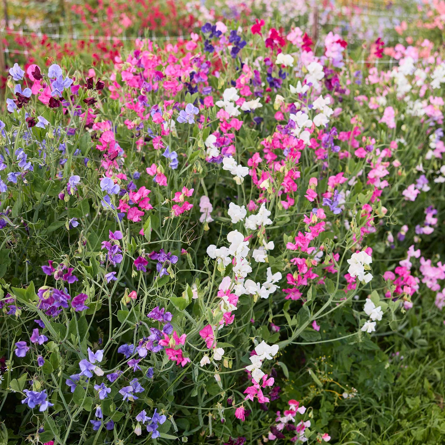 sweet pea knee high mix