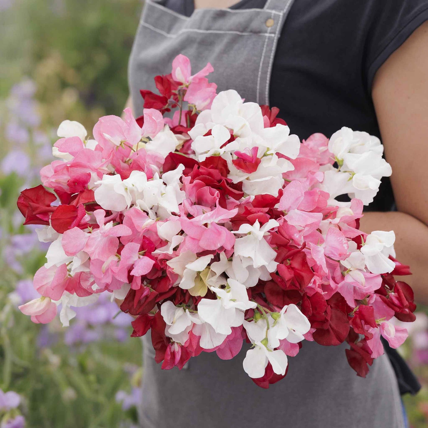 sweet pea little sweetheart mix