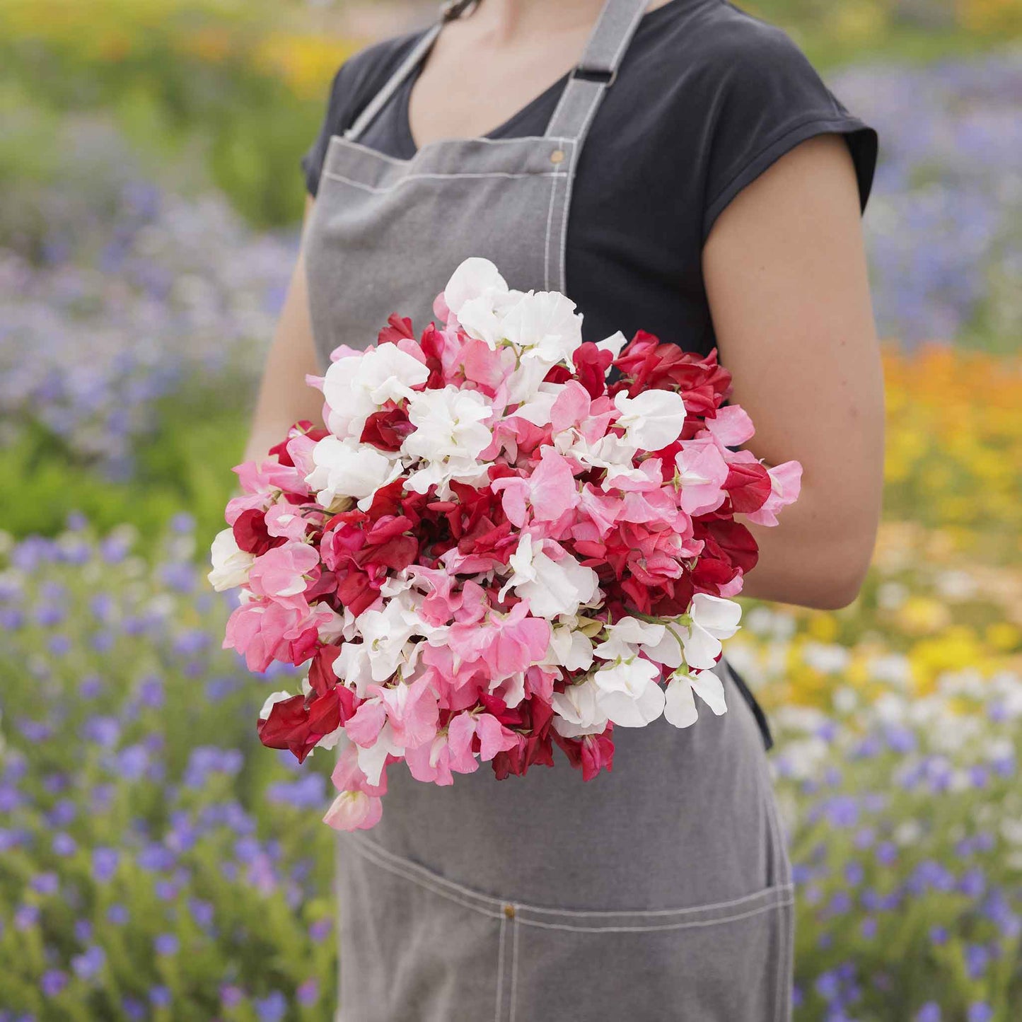 sweet pea little sweetheart mix