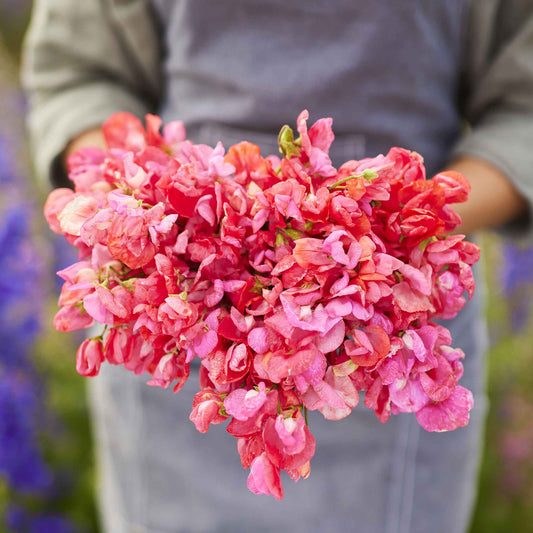 sweet pea prince of orange