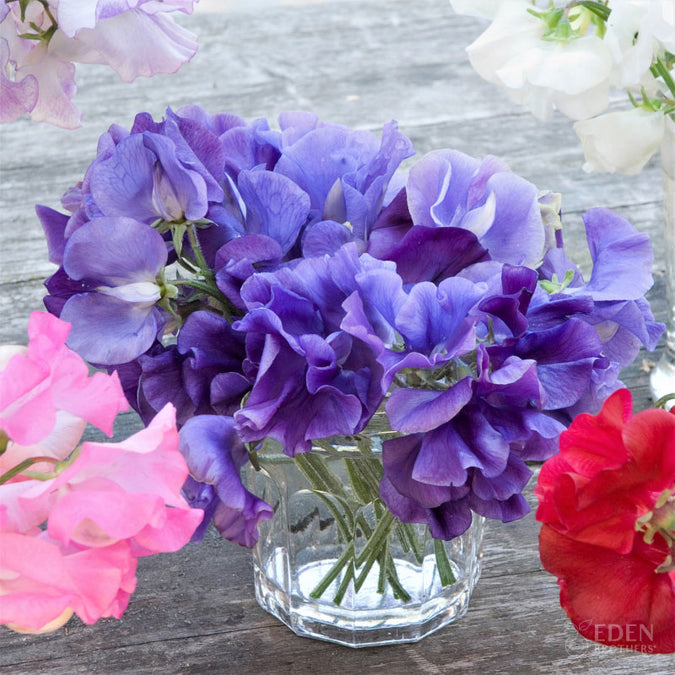 sweet pea purple mix