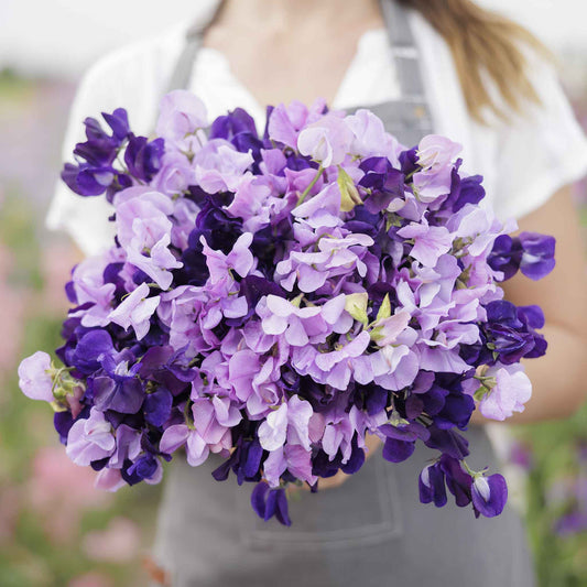 sweet pea purple mix