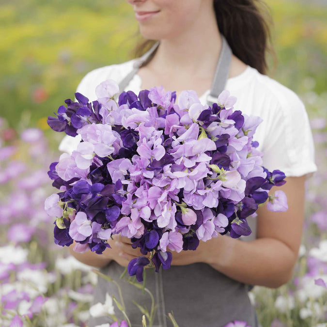 sweet pea purple mix